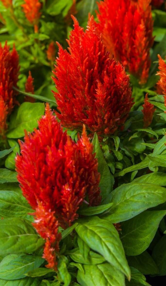 Купить оптом в Ботанике семена Целозия Кимоно Скарлет ЗС бренд Золотая сотка