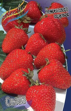Купить оптом в Ботанике Земляника садовая Селва 100 шт
