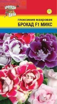 Купить оптом в Ботанике семена Глоксиния Брокад смесь F1 УУ бренд Урожай Удачи