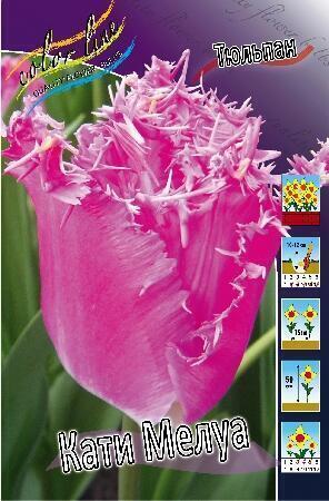 Купить оптом в Ботанике Тюльпан Кати Мелуа 10 шт