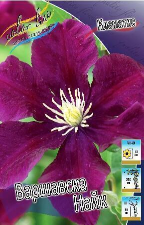 Купить оптом в Ботанике Клематис Варшавска Найт 2 шт