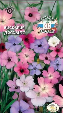 Купить оптом в Ботанике семена Вискария Джамбо Сед бренд СеДеК