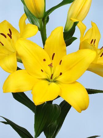 Купить оптом в Ботанике Лилия Линоза 10 шт