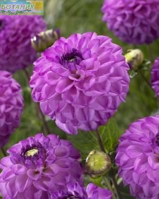 Купить оптом в Ботанике Георгина Сэлвейшн 1 шт шаровидные