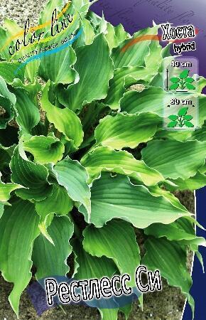 Купить оптом в Ботанике Хоста Рестлесс Си 2 шт