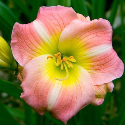 Купить оптом в Ботанике Лилейник Черри Тайгер 1 шт