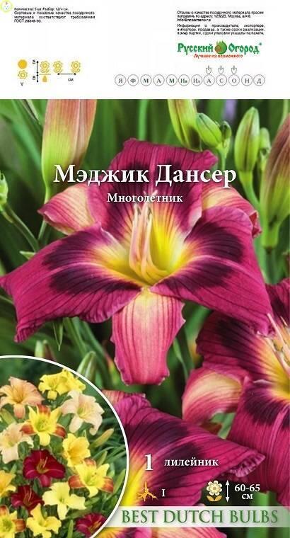 Купить оптом в Ботанике Лилейник Мэджик Дансер