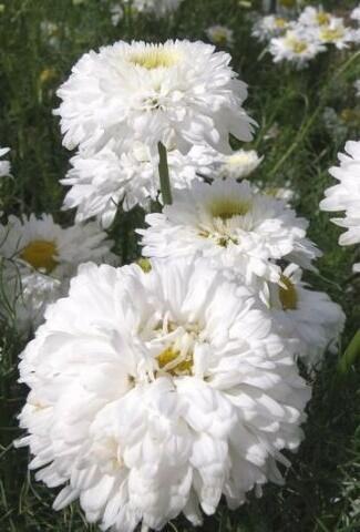 Купить оптом в Ботанике семена Хризантема Свадебное платье Акв бренд Акварель