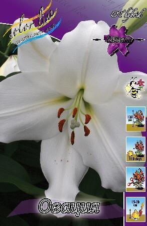 Купить оптом в Ботанике Лилия Овация 7 шт