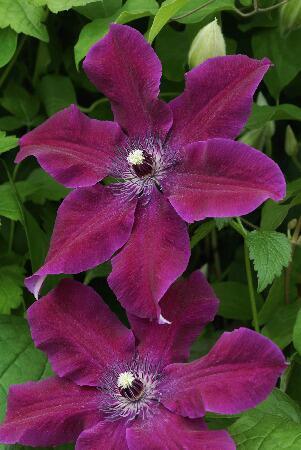 Купить оптом в Ботанике Клематис Гуви 2 шт