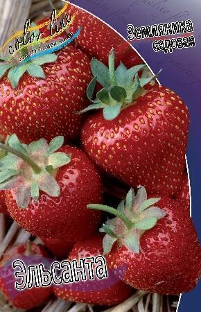 Купить оптом в Ботанике Земляника садовая Эльсанта 100 шт