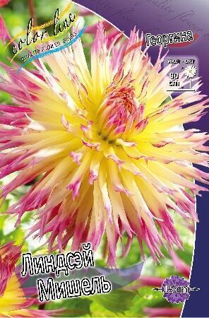 Купить оптом в Ботанике Георгина Линдсэй Мишель 1 шт бахромчатые