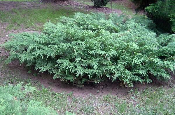 Купить оптом в Ботанике Микробиота перекрестнопарная P9