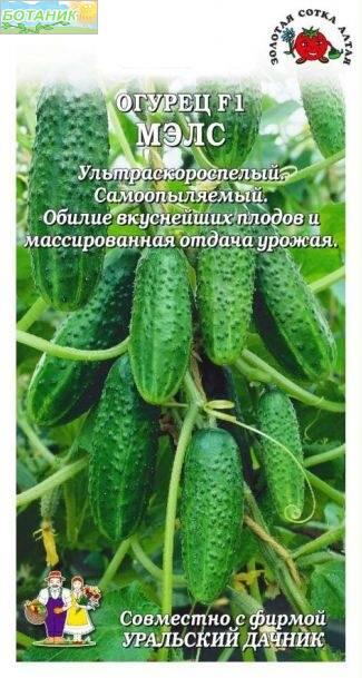 Купить оптом в Ботанике семена Огурец МЭЛС F1 ЗС бренд Золотая сотка