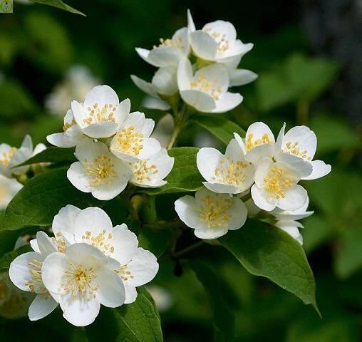 Купить оптом в Ботанике Чубушник Бялы Карзел