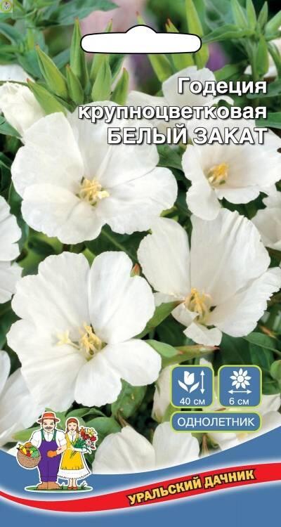 Купить оптом в Ботанике семена Годеция Белый Закат УД бренд Уральский дачник