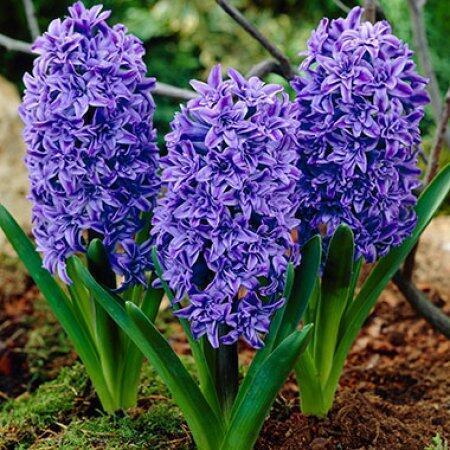 Купить оптом в Ботанике Гиацинт Манхэттен 5 шт