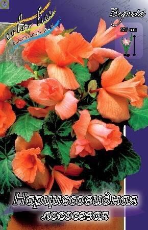 Купить оптом в Ботанике Бегония Нарцисс 2 шт 