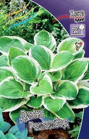 Купить оптом в Ботанике Хоста Диана Ремембед 25 шт