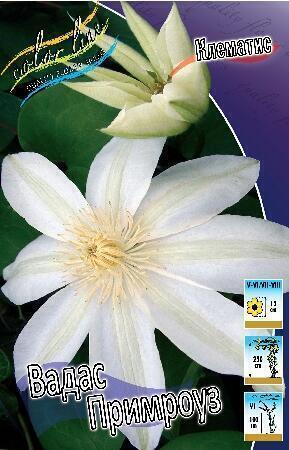 Купить оптом в Ботанике Клематис Вадас примроуз 2 шт