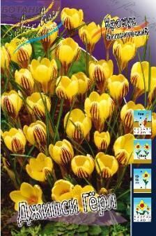 Купить оптом в Ботанике Крокус Джипси Герл 10 шт