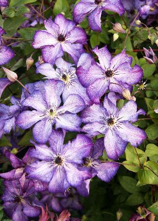 Купить оптом в Ботанике Клематис Супер Нова 1 шт