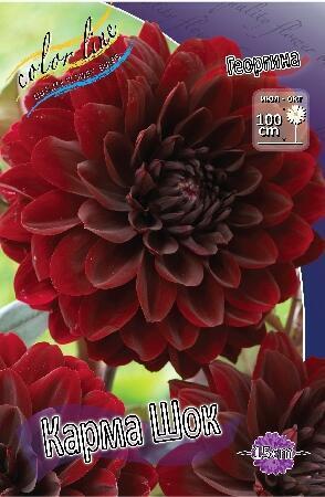 Купить оптом в Ботанике Георгина Карма Шок 1 шт декоративные