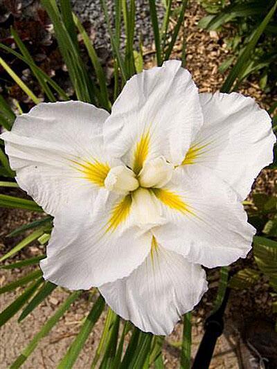 Купить оптом в Ботанике Ирис Голд Баунд 1 шт