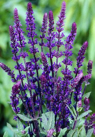 Купить оптом в Ботанике Сальвия Карадонна 1 шт