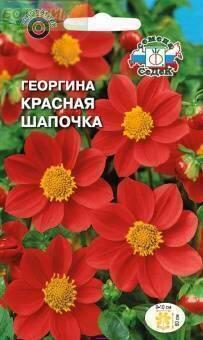 Купить оптом в Ботанике семена Георгина Красная шапочка Сед бренд СеДеК