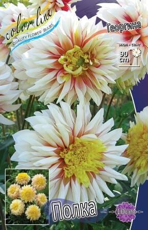 Купить оптом в Ботанике Георгина Полка 1 шт анемоновидные 