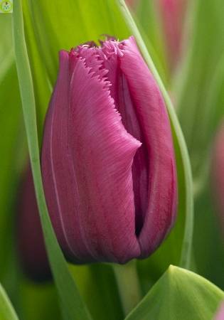Купить оптом в Ботанике Тюльпан Мадженто 10 шт
