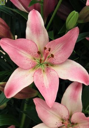 Купить оптом в Ботанике Лилия Куплет 5 шт 