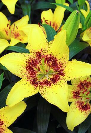 Купить оптом в Ботанике Лилия Жуан Песоа 5 шт