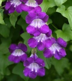 Купить оптом в Ботанике семена Азарина Лазающая фиолетовая Акв бренд Акварель