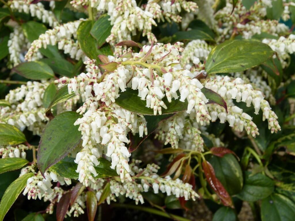 Купить оптом в Ботанике Леукотоэ Рэйнбоу