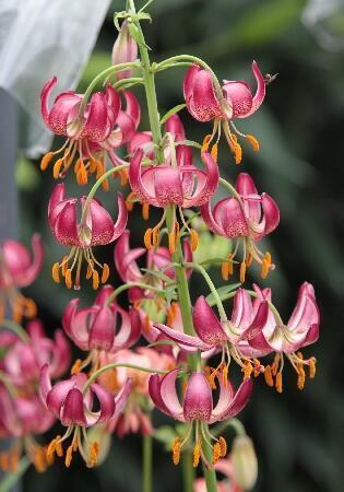 Купить оптом в Ботанике Лилия Гайбёрд 2 шт