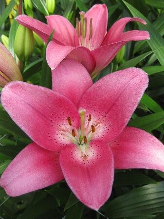 Купить оптом в Ботанике Лилия Сесил 7 шт