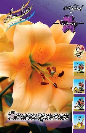 Купить оптом в Ботанике Лилия Салтарелло 7 шт