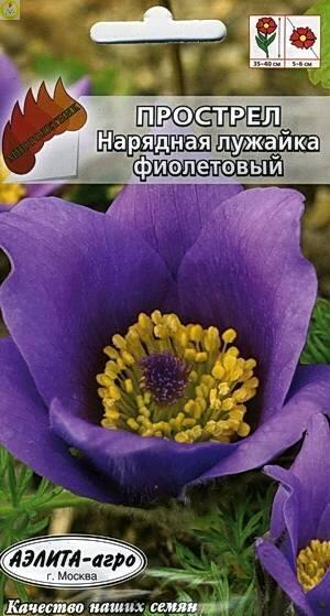 Купить оптом в Ботанике семена Прострел Нарядная лужайка фиолетовый Аэл бренд Аэлита