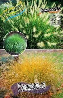 Купить оптом в Ботанике Пеннисетум Гамельн 2 шт