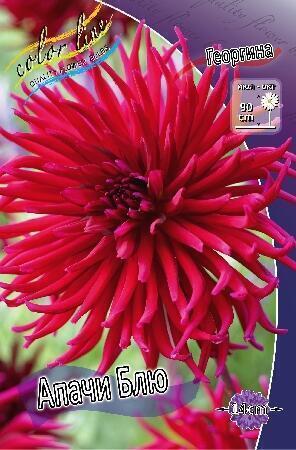 Купить оптом в Ботанике Георгина Апачи Блю 1 шт кактусовые