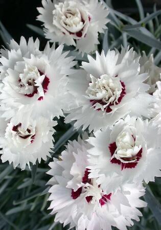 Купить оптом в Ботанике Гвоздика Силвер Стар 2 шт