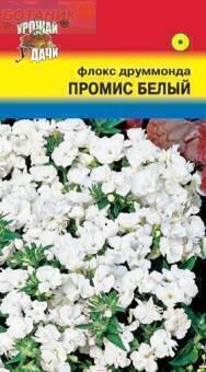 Купить оптом в Ботанике семена Флокс Промис белый УУ бренд Урожай Удачи