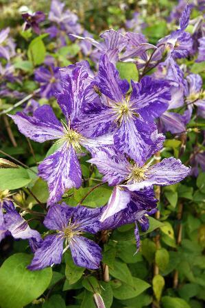 Купить оптом в Ботанике Клематис Тай Дай 1 шт