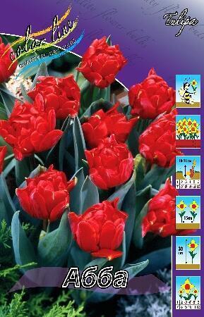 Купить оптом в Ботанике Тюльпан Абба 11/12 7 шт