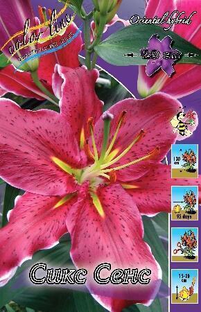 Купить оптом в Ботанике Лилия Сикс Сенс 7 шт