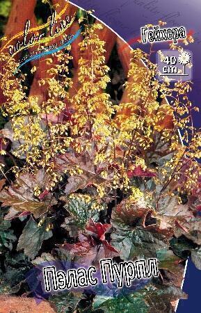 Купить оптом в Ботанике Гейхера Пэлас Пурпл 25 шт