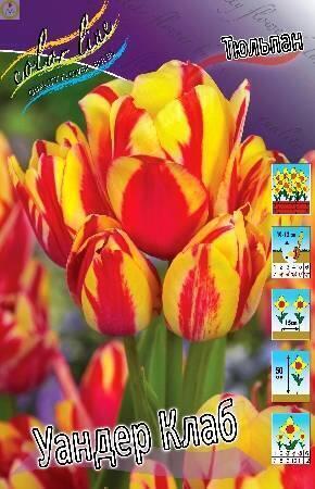 Купить оптом в Ботанике Тюльпан Уандер Клаб 10 шт