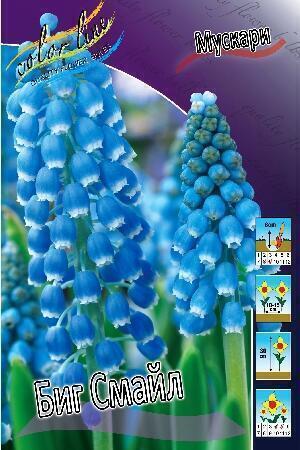 Купить оптом в Ботанике Мускари Биг Смайл 10 шт